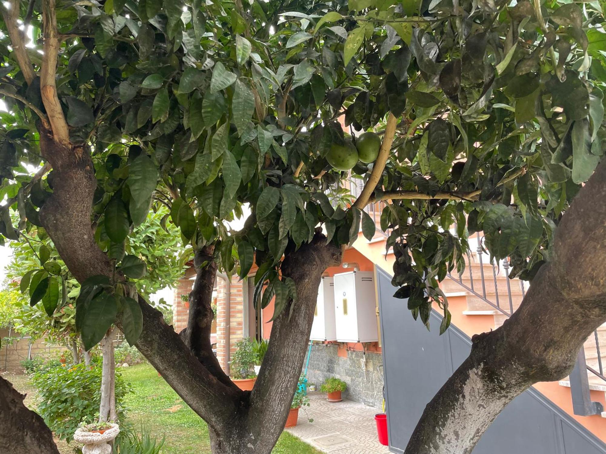 אצ'יליה Un Sogno Nel Verde מראה חיצוני תמונה